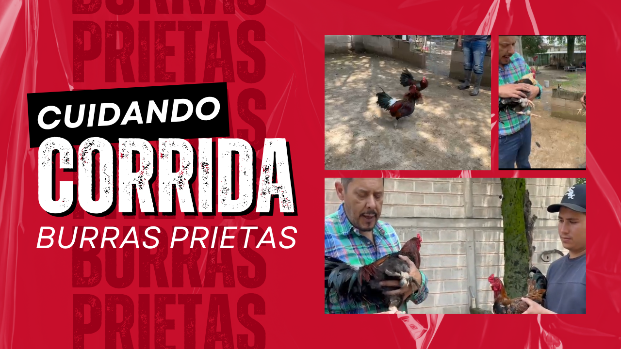 ver videos